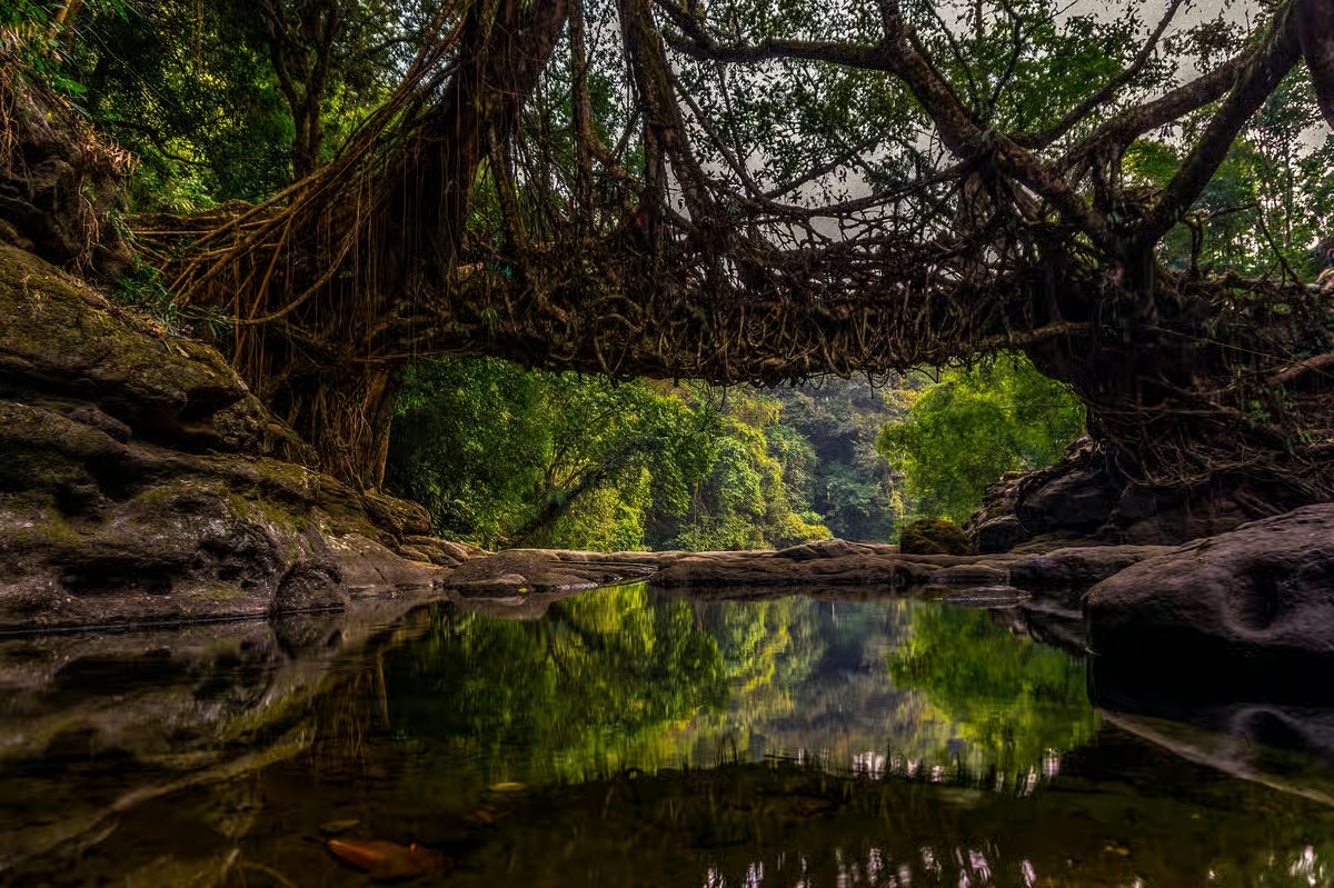 Living root bridge in Meghalaya